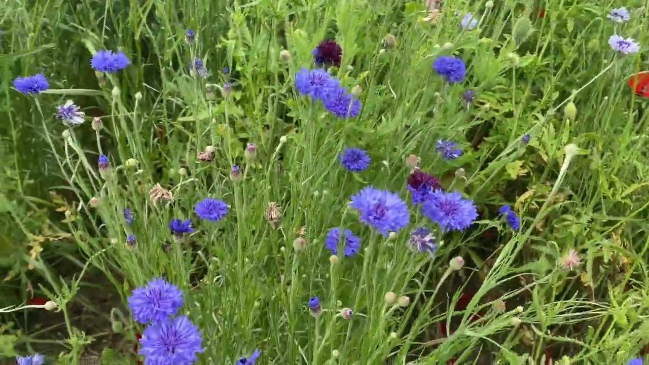 🌳 코미야 공원(코미야 코엔) 이미지 10